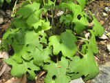 Diaspananthus uniflorus