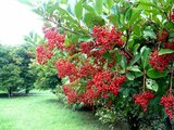 Sweet viburnum