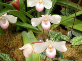 Paphiopedilum derenati