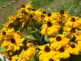  Rudbeckia