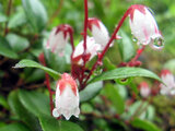 Gaultheria adenothrix