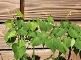 Ipomoea coccinea