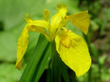 Iris pseudacorus