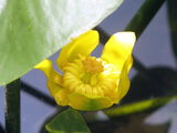 Spatterdock