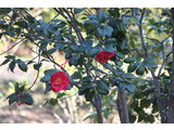 Camellia japonica 'Okesa-bayashi'