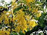 Golden Shower Tree