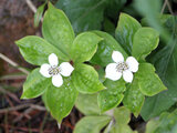  Cornus canadense