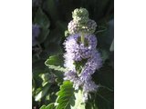 Caryopteris incana