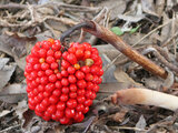 Arisaema ringens