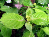 Hydrangea serrata