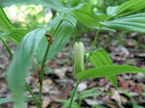 Disporum sessile 