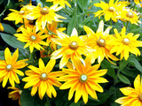 Rudbeckia Prairie-Sun