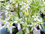 大文字草 Saxifraga Fortunei 科技研花图画书