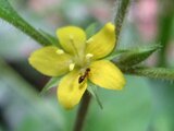 Lysimachia japonica