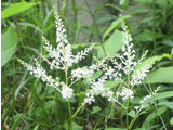 Astilbe microphyll