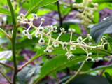 Phytolacca american