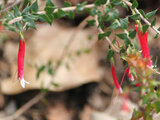 Epacris longiflora 