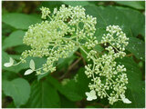 Hydrangea paniculata 