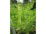 Lepidium bonariense