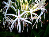  Crinum asiaticum var. japonicum