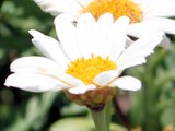 Marguerite