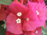 Bougainvillea