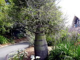 Queensland Bottle Tree