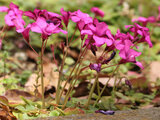 Oxalis brasiliensis