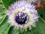 Globularia Blue-Eye