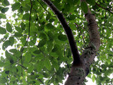 Ficus variegata