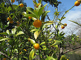 Kumquat