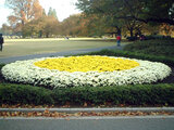 Open-air Chrysanthemum flower bed