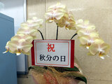 Moth orchid