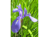 Iris lavigata