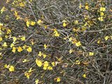 Jasminum nudiflorum