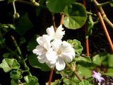 Ivy geranium