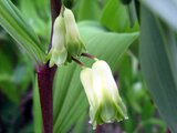 Polygonatum odoratum