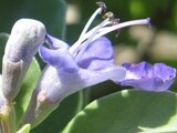 Vitex rotundifolia