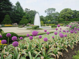 Allium Giganteum