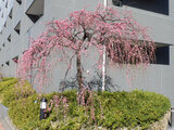 Prunus mume 'Naniwashidare'