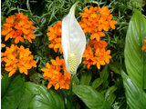 Spathiphyllum