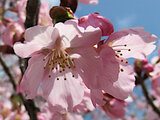 Shuzenji kanzakura