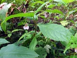Impatiens hypophylla