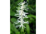 Chionographis japonica