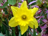 Narcissus