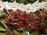 Paphiopedilum derenati