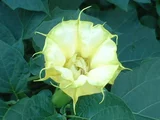 Datura tatula