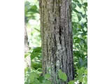 Tilia japonica