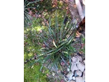 Liriope muscari