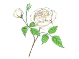 Rose 'Fair Bianca'